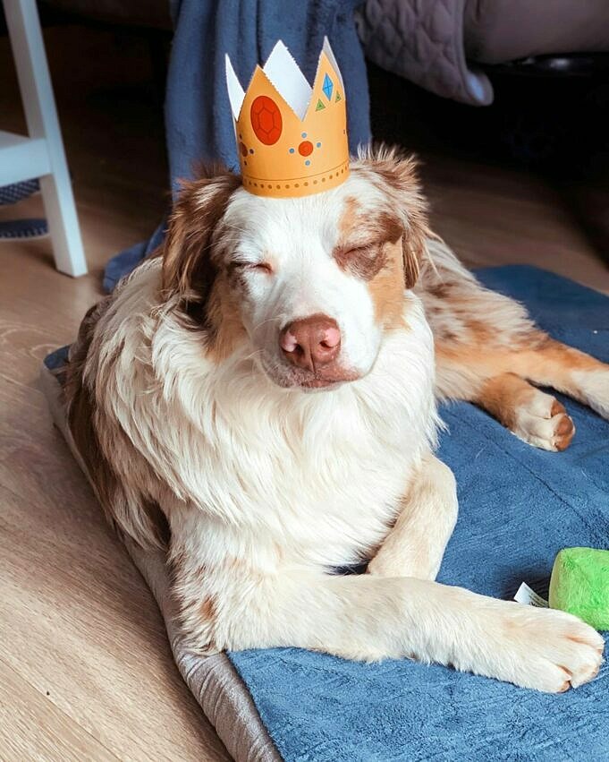 Die 7 Besten Hundefutter Fuer Coonhounds Im Jahr 2021 Bewertungen Und Top Picks